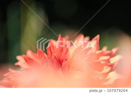 秋に咲く妖艶な花ダリア 107879204