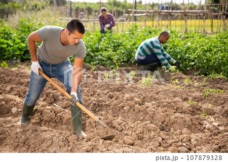 Farmer cultivates garden beds with hoe on the field Farmer cultivates garden beds with hoe on the field 107879328