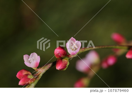 自然　植物　ボントクタデ、蓼なのに辛みがないのでついた可哀相な名前。小さな花は可憐で美しい 107879460