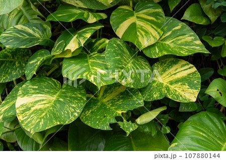 多数重なるアロカシアの葉 107880144