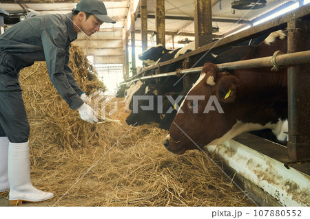 家畜に餌を与える男性 家畜に餌を与える男性 107880552