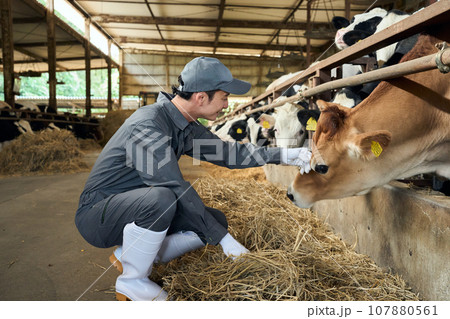 家畜に餌を与える男性 107880561