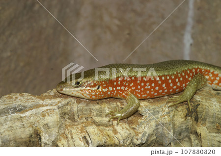 Closeup on the Red Sided Skink, Mabuya perroteti in a terrarium , basking in the sunlight 107880820