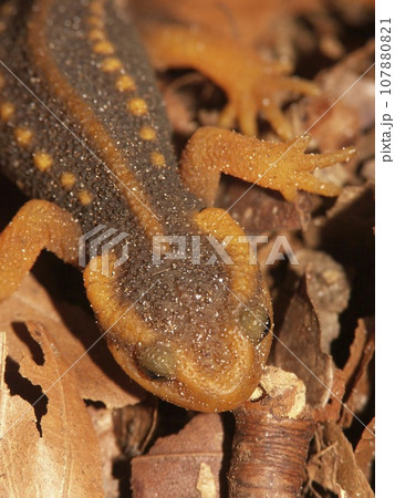 Vertical closeup on a colorful red-tailed Mandarin newt, Tylotrotriton verrucosus on dried leafs 107880821