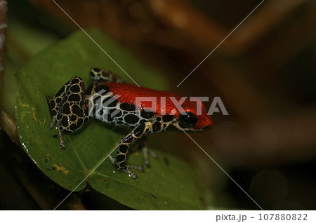 Closeup on the gorgeous arboreal red-backed poison frog, Ranitomeya reticulata 107880822