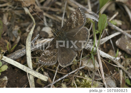 Closeup of the small brown Dingy skipper butterfly, Erynnis tages sitting on the ground Closeup of the small brown Dingy skipper butterfly, Erynnis tages sitting on the ground 107880825
