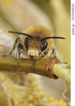 Facial closeup of the male vernal colletes or spring mining bee, Colletes cunicularius, on a Willow twig, Salix caprea Facial closeup of the male vernal colletes or spring mining bee, Colletes cunicularius, on a Willow twig, Salix caprea 107880826