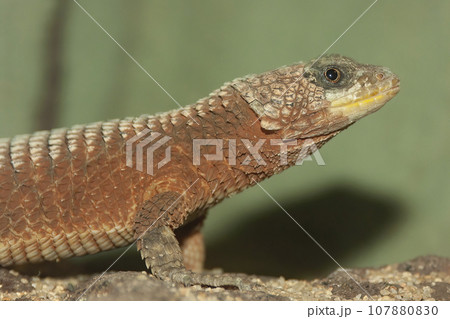 Closeup on a giant girdled lizard, Cordylus giganteus sitting on wood Closeup on a giant girdled lizard, Cordylus giganteus sitting on wood 107880830