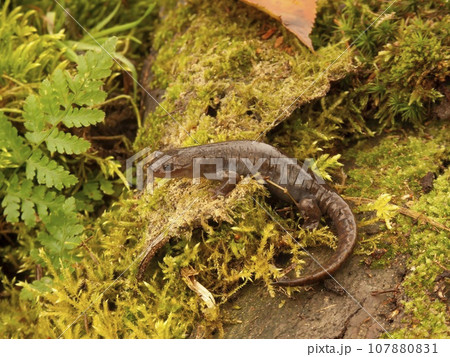 Closeup on the critically endangered Japanese Oki salamander, Hynobius okiensis sitting on green moss Closeup on the critically endangered Japanese Oki salamander, Hynobius okiensis sitting on green moss 107880831