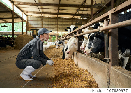 牛の育成を見守る男性 牛の育成を見守る男性 107880977