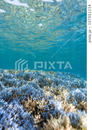 沖縄フォト　宮古島ブルーの大神島周辺の珊瑚礁 107881214