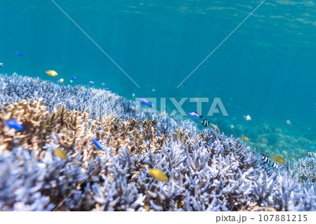沖縄フォト　宮古島ブルーの大神島周辺の珊瑚礁と熱帯魚 107881215
