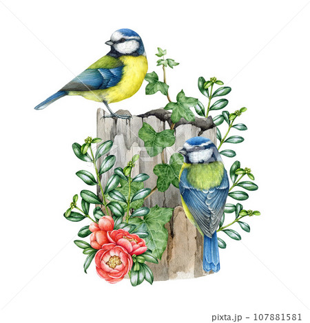 Blue tit birds on the mossy stump. Forest nature image. Watercolor illustration. Hand drawn wildlife scene decor. Couple of blue tits on the tree stump, berries, fern, wild herbs. White background 107881581