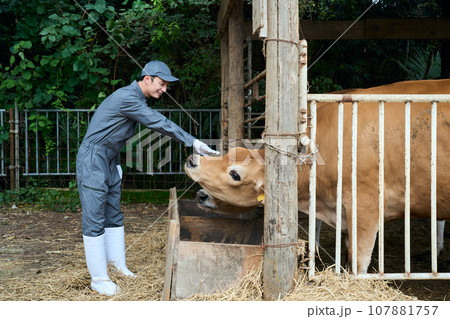 家畜をなでる男性 107881757