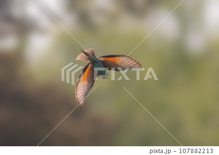 one colorful bee-eater (Merops apiaster) flies through the air hunting for insects 107882213
