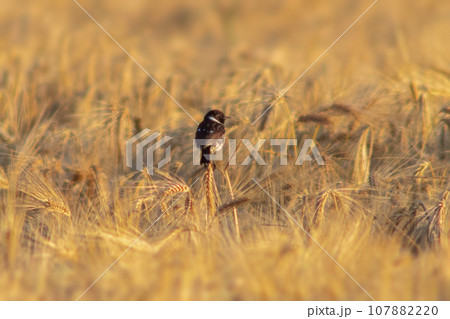 one Stonechat (Saxicola rubicola) sits on the ears of a wheat field and searches for insects 107882220
