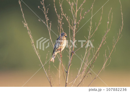 one female linnet sits on a branch in a garden 107882236