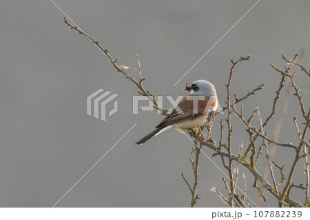 one male red-backed shrike sitting on a branch in a park 107882239
