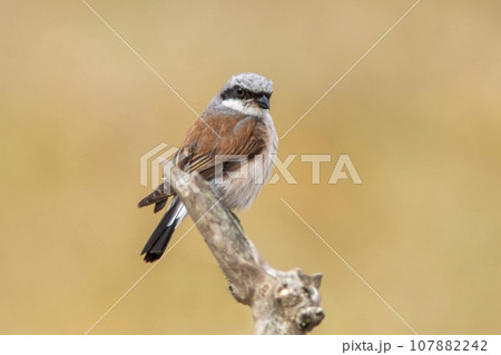 one male red-backed shrike sitting on a branch in a park one male red-backed shrike sitting on a branch in a park 107882242