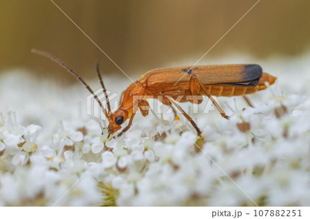 one red soldier beetle sits on a white flower and sunbathes 107882251