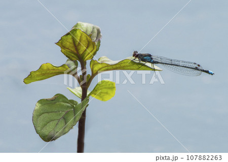 one dragonfly sits on a leaf and rests 107882263