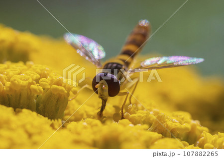 one hover fly sits on a flower and nibbles on nectar 107882265