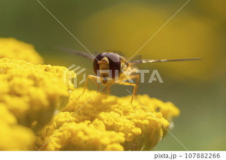 one hover fly sits on a flower and nibbles on nectar one hover fly sits on a flower and nibbles on nectar 107882266