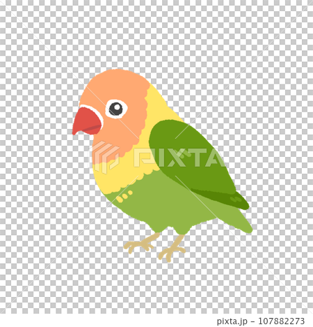 かわいいボタンインコのイラスト 107882273