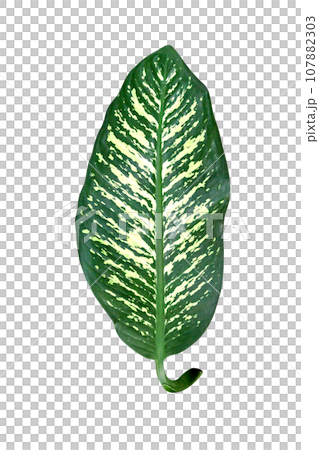 Green leaves pattern,leaf Dieffenbachia tree isolated 107882303