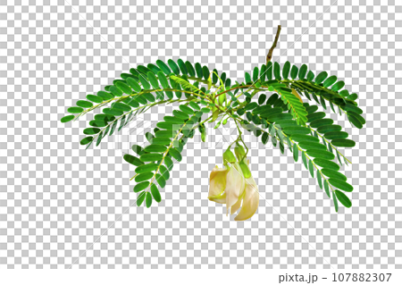 green leaves pattern,leaf vegetable Humming Bird isolated green leaves pattern,leaf vegetable Humming Bird isolated 107882307