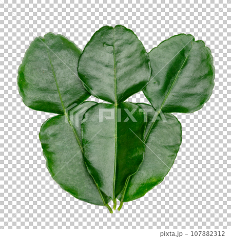 Green leaves pattern,leaf kaffir lime isolated Green leaves pattern,leaf kaffir lime isolated 107882312