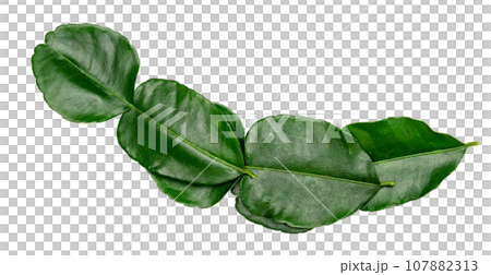 Green leaves pattern,leaf kaffir lime isolated on white background Green leaves pattern,leaf kaffir lime isolated on white background 107882313