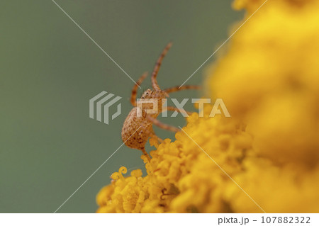 one yellow pumpkin spider camouflages itself on a yellow blooming flower 107882322