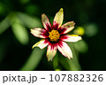 秋の花壇に咲くコレオプシスの花 107882326