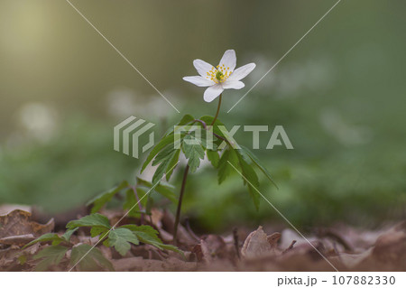 1 blooming wood anemone grows in the forest 1 blooming wood anemone grows in the forest 107882330