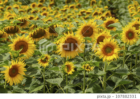 field with blooming sunflowers in summer field with blooming sunflowers in summer 107882331