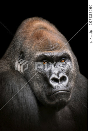 one portrait of an adult male gorilla 107882360