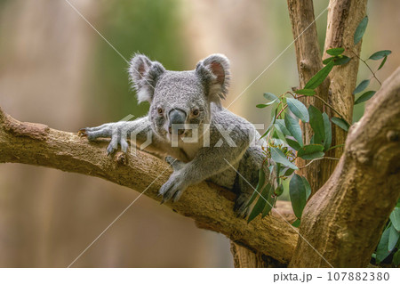 one Koala bear (Phascolarctos cinereus) sits relaxed on a branch of a tree and looks very curious 107882380
