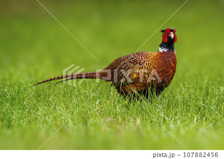one pheasant rooster (Phasianus colchicus) stands on a green meadow one pheasant rooster (Phasianus colchicus) stands on a green meadow 107882456