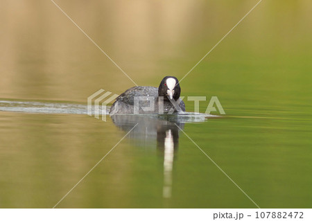 one adult coot (Fulica atra) swims on a reflecting lake one adult coot (Fulica atra) swims on a reflecting lake 107882472