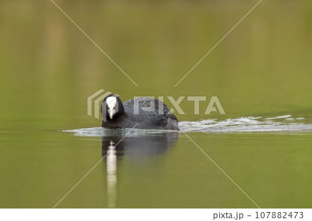 one adult coot (Fulica atra) swims on a reflecting lake 107882473