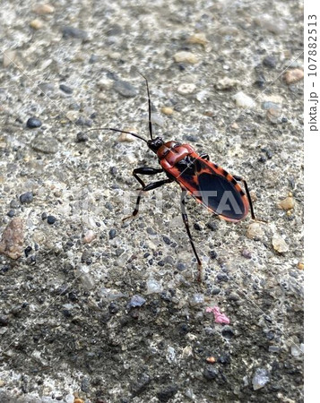 アカシマサシガメ アカシマサシガメ 107882513