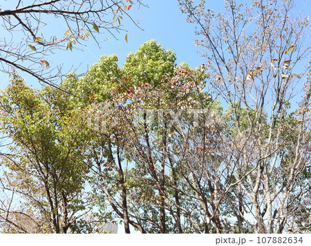 10月の西神中央公園 神戸市 西区 公園 10月の西神中央公園 神戸市 西区 公園 107882634