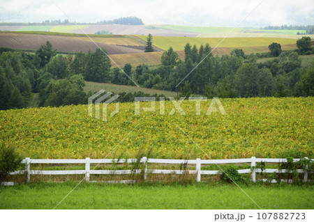 北海道 美瑛の「新栄の丘展望公園」から見える景色 107882723