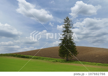北海道 美瑛の「クリスマスツリーの木」 北海道 美瑛の「クリスマスツリーの木」 107882766