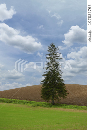 北海道 美瑛の「クリスマスツリーの木」 107882768