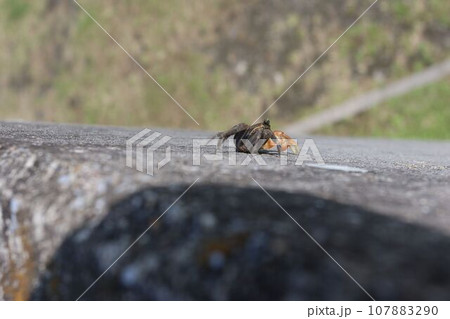 アカテガニ 107883290