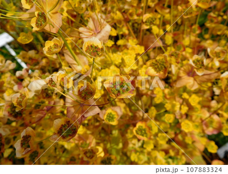 アイスランド　夏　アークレイリ　植物園　Bupleurum aureum 107883324