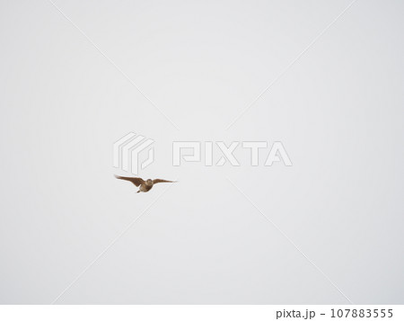 春の空高く舞い上がってさえずるツヒバリ 107883555