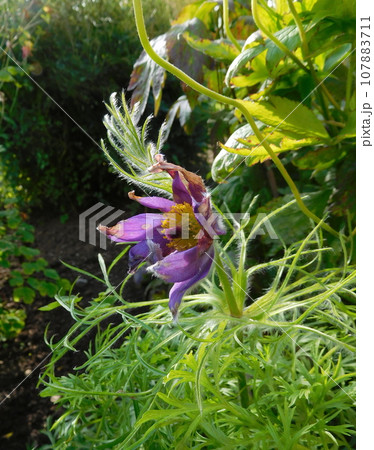 アイスランド　夏　アークレイリ　植物園　Drekabjalla 107883711